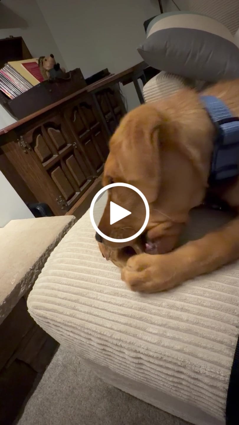 Customer video review of Smoked Beef Marrow Bone