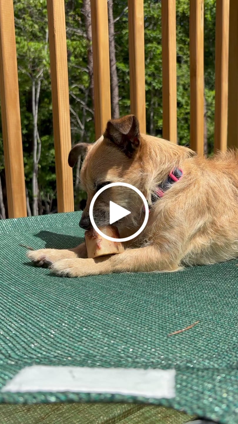 Customer video review of Smoked Beef Marrow Bone