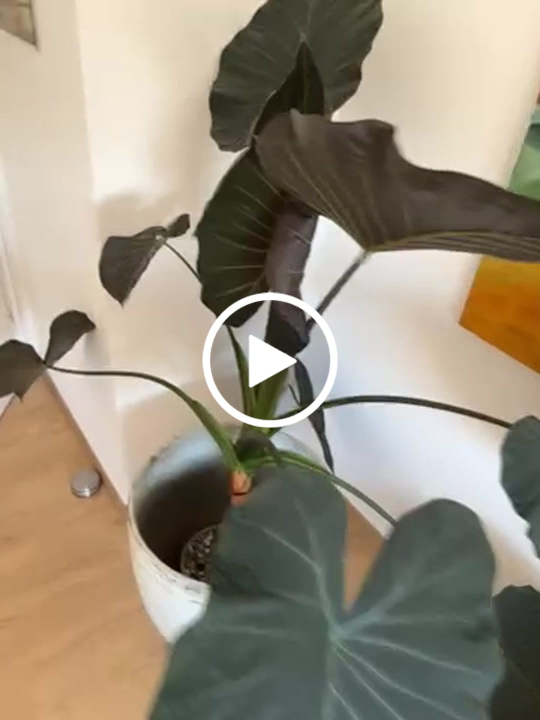 Customer video review of Tropical Slow-Release Plant Food