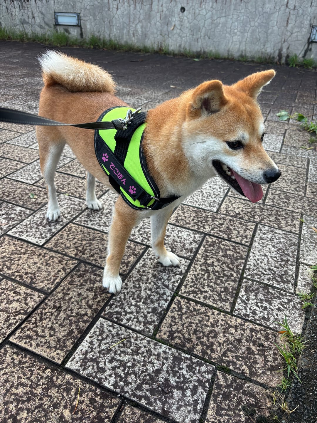 Customer photo review of FunFunPet 高機能ハーネス（お名前タグ作成サービス付き）