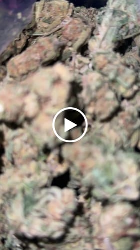 Customer video review of Cheap THCA Smalls Quarter Pound