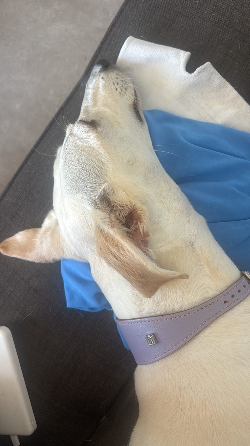 Customer photo review of קולר רחב מעור לכלבי רוח | HOUND SOFT LEATHER COLLAR
