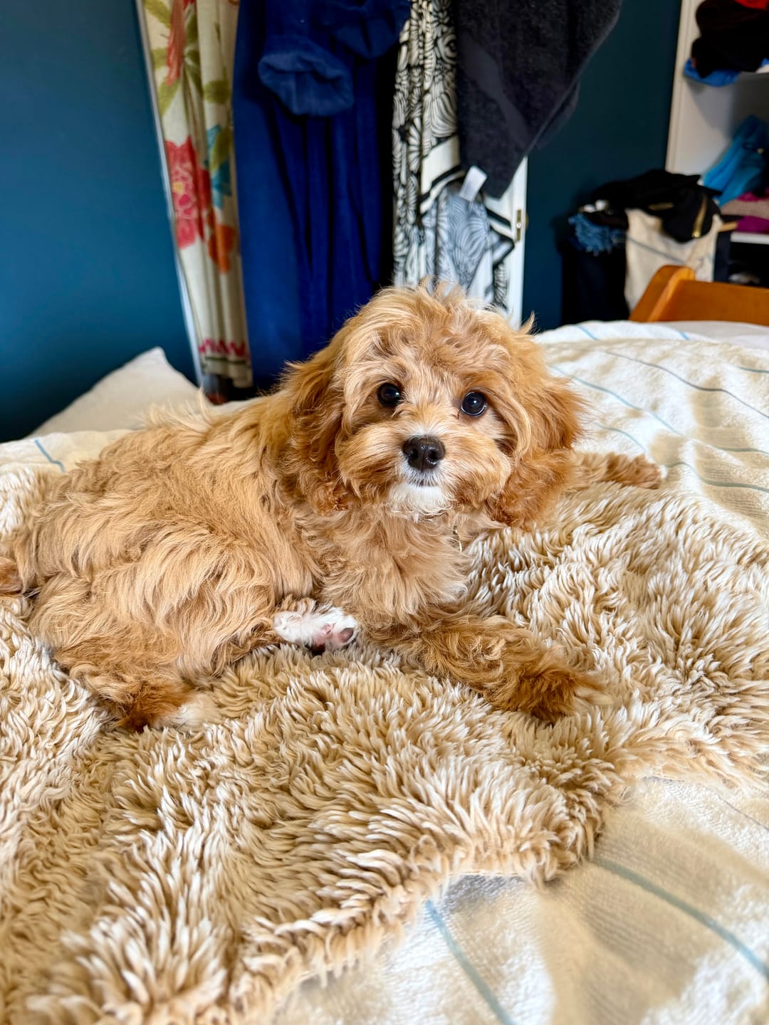 Customer photo review of Fragrance Free Glove Pet Wipes for Full Body, Bum & Paws (30)