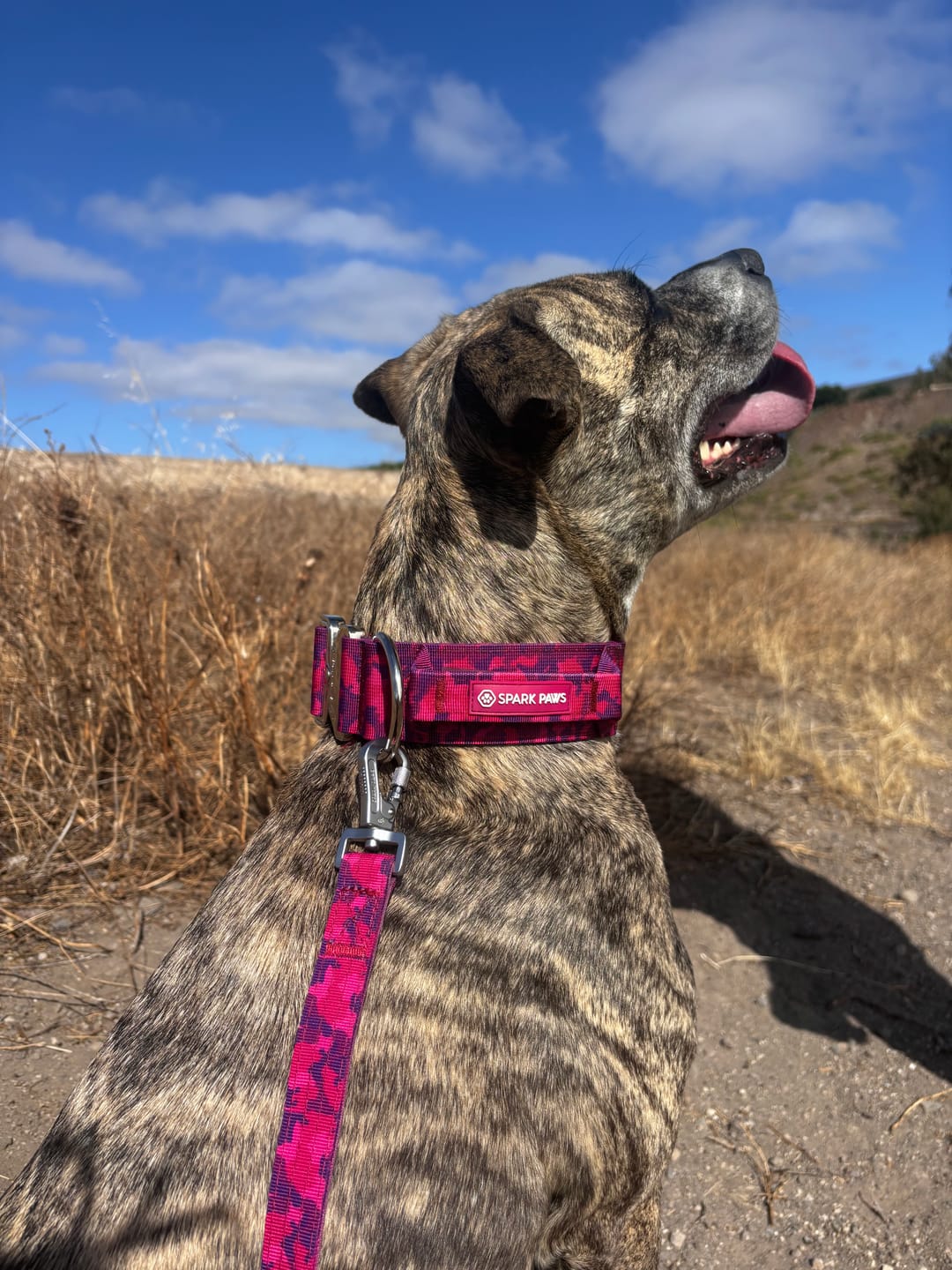 Customer photo review of Comfort Control Dog Collar Sets
