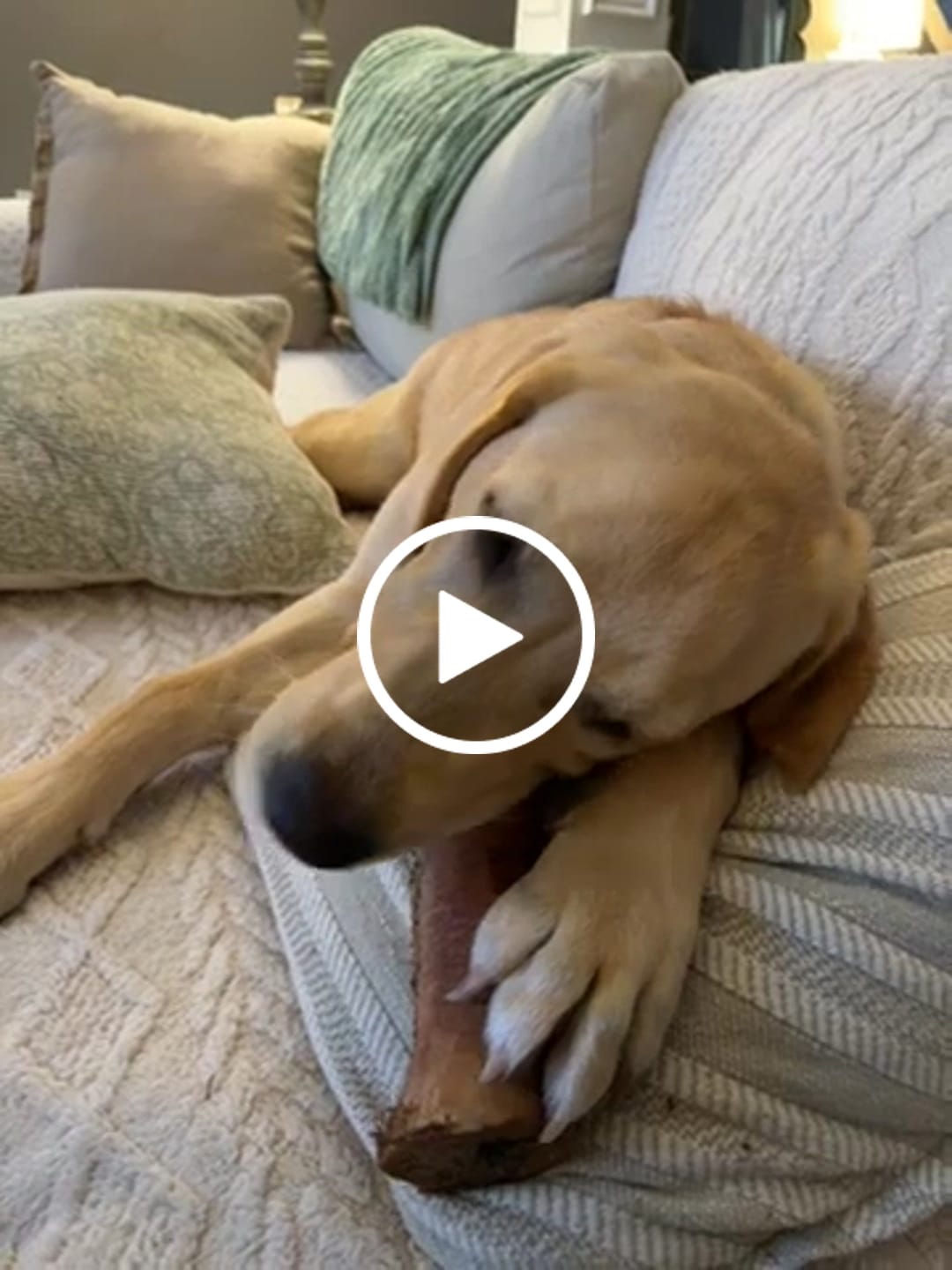 Customer video review of Large Dog Spring Treat Bundle (41+ lbs)