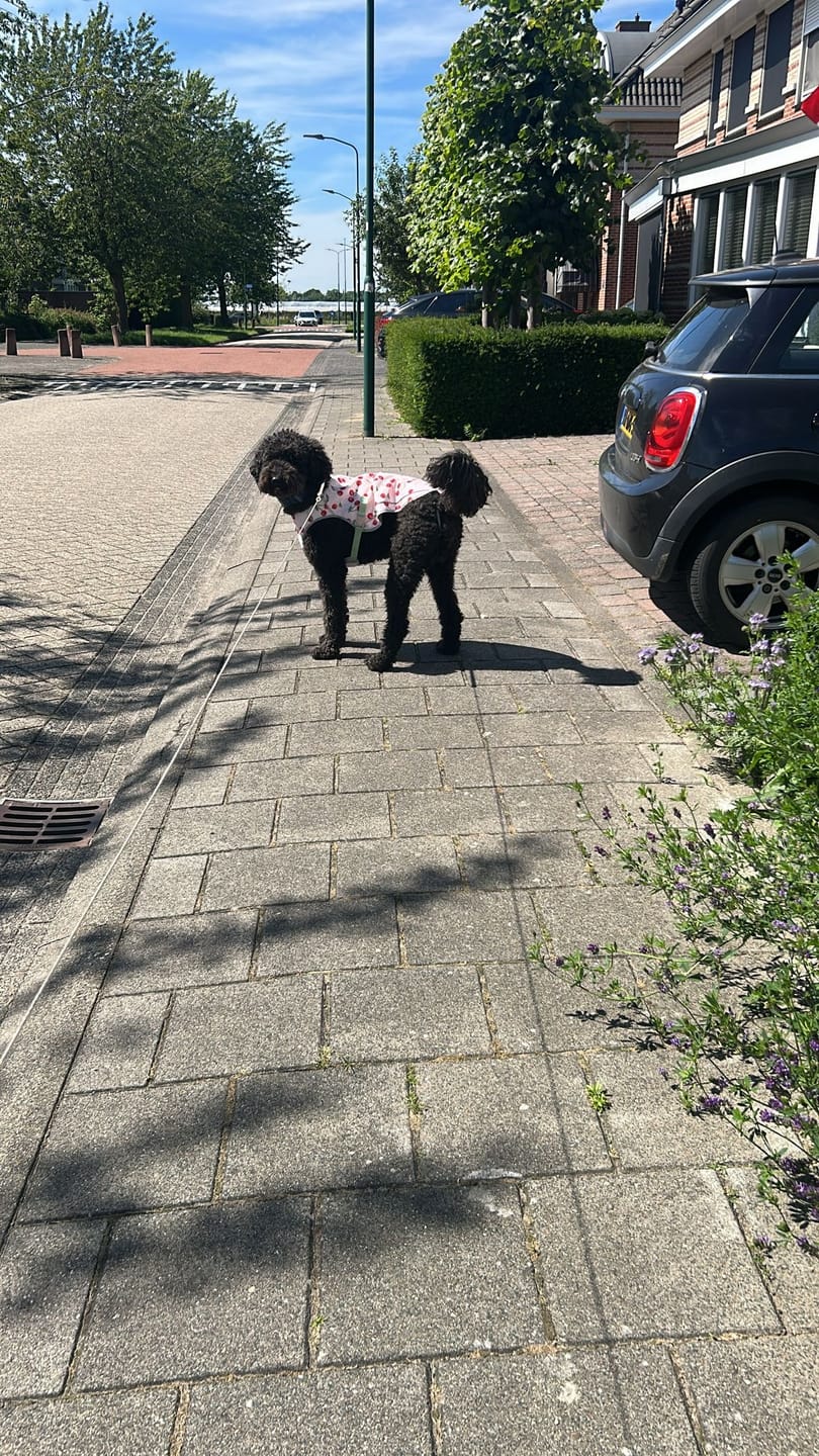 Customer photo review of Dog Cooling Vest - Cherries