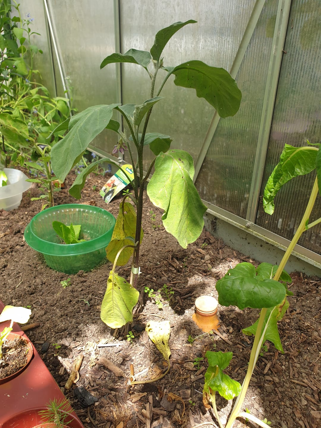 Customer photo review of Aubergine ‘De Barbentane’, Bio Jungpflanze