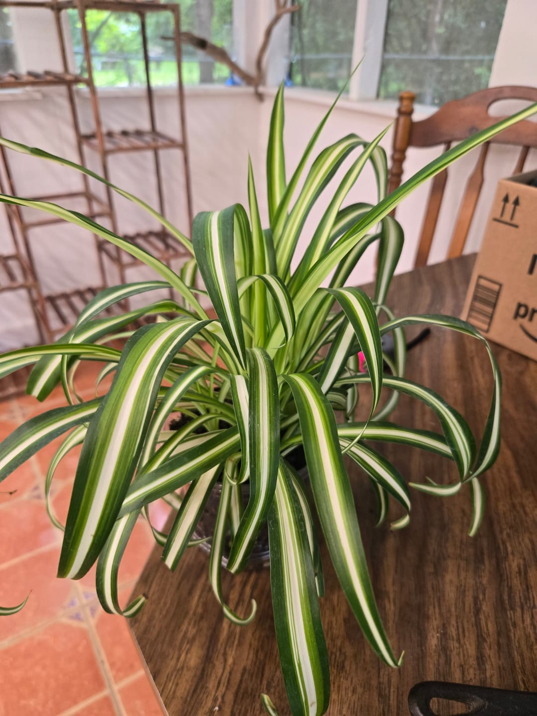 Customer photo review of Spider Plant Chlorophytum comosum