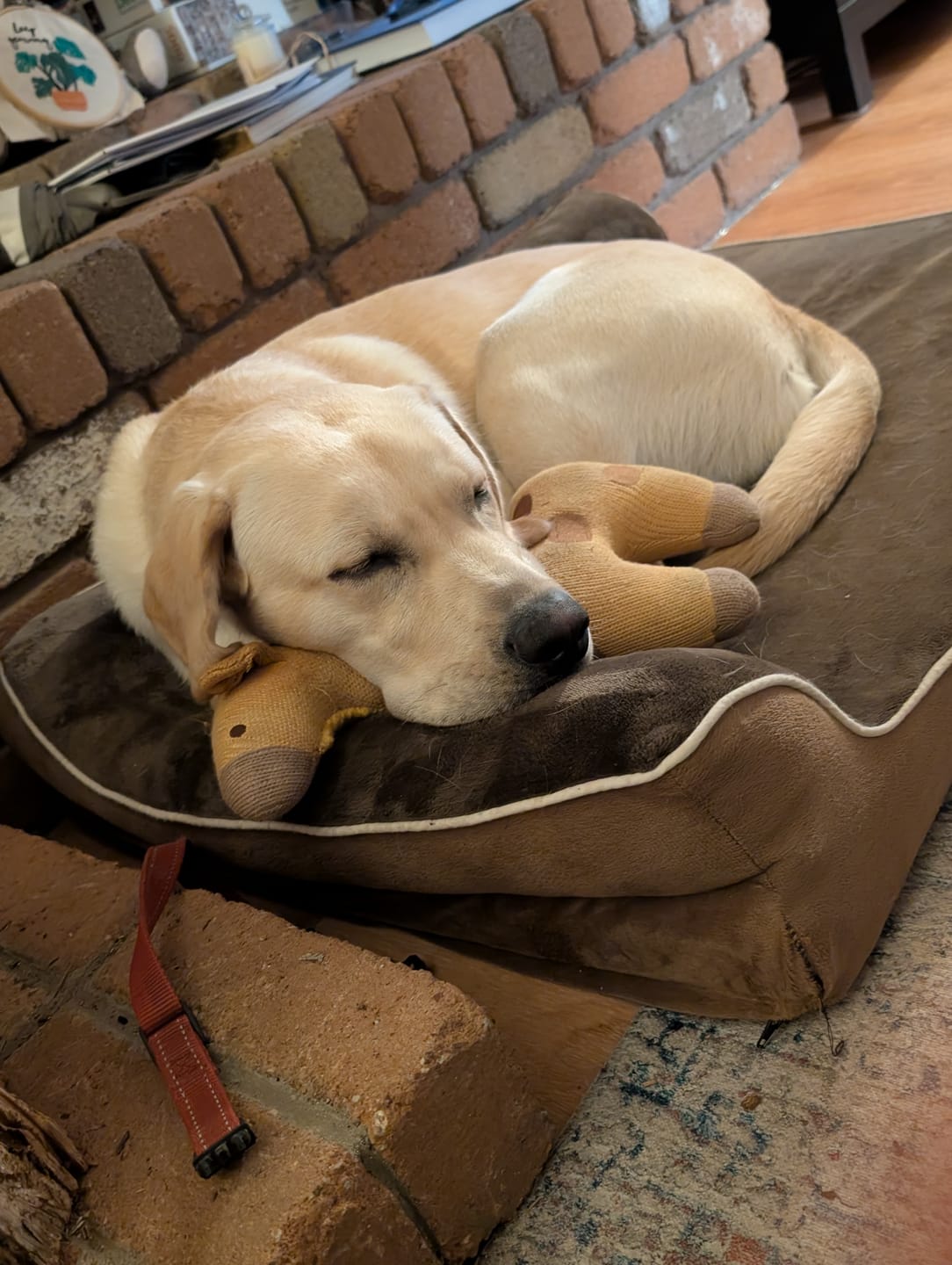 Customer photo review of Orthopedic Dog Bed with Memory Foam Cushion - Washable Cover