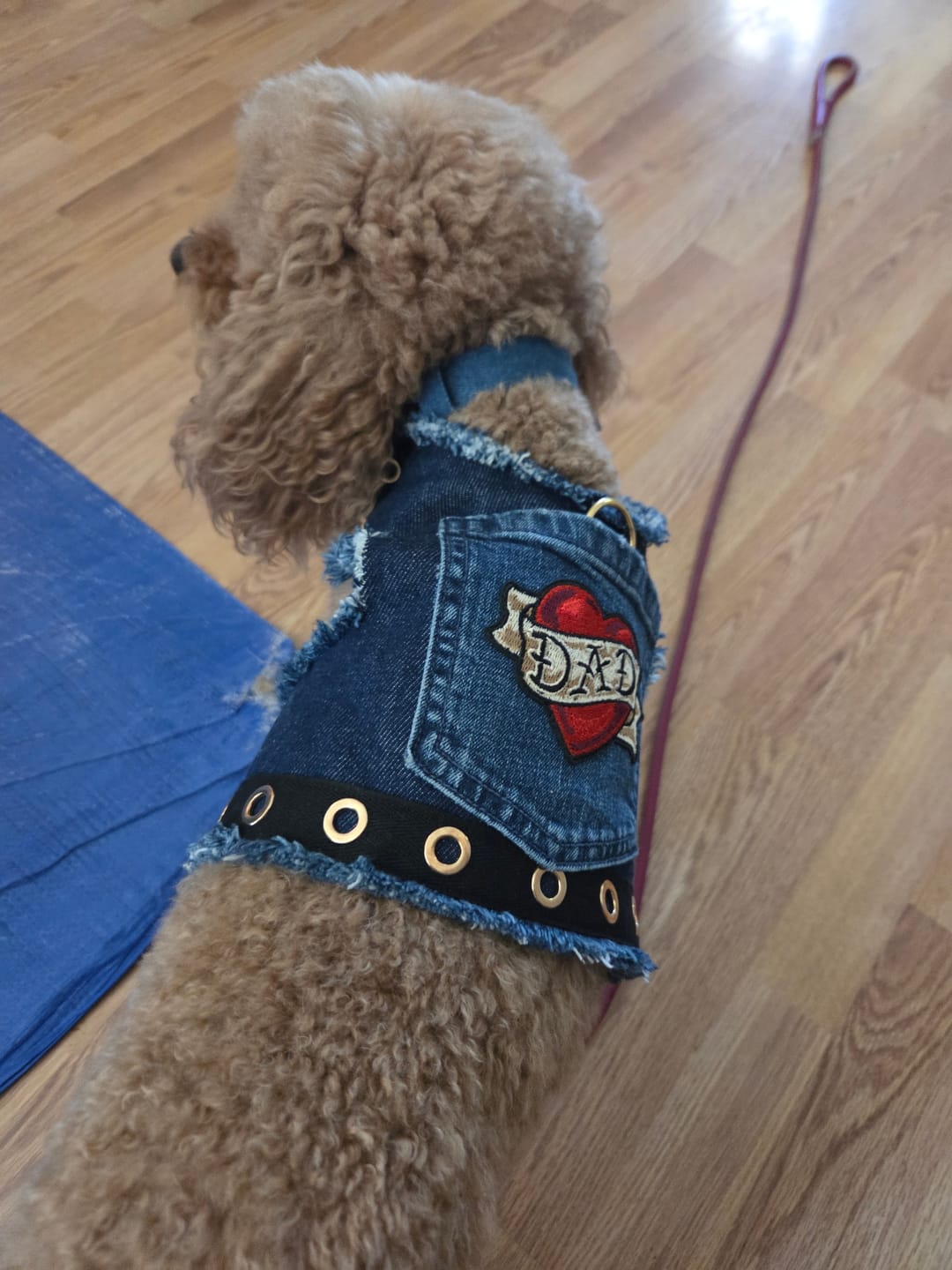 Customer photo review of LOVE DAD Harness