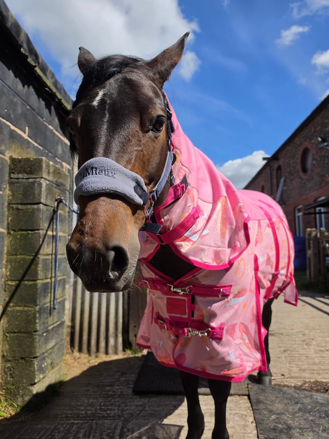 Customer photo review of NEW Country Star Fly Rug