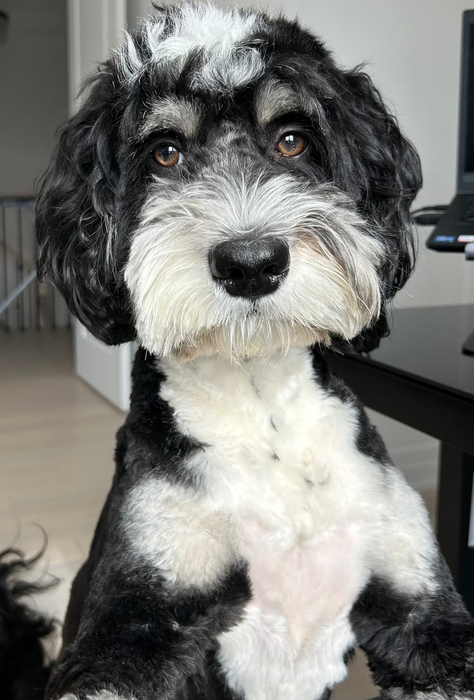 Customer photo review of 12 Inch Jumbo Bully Stick