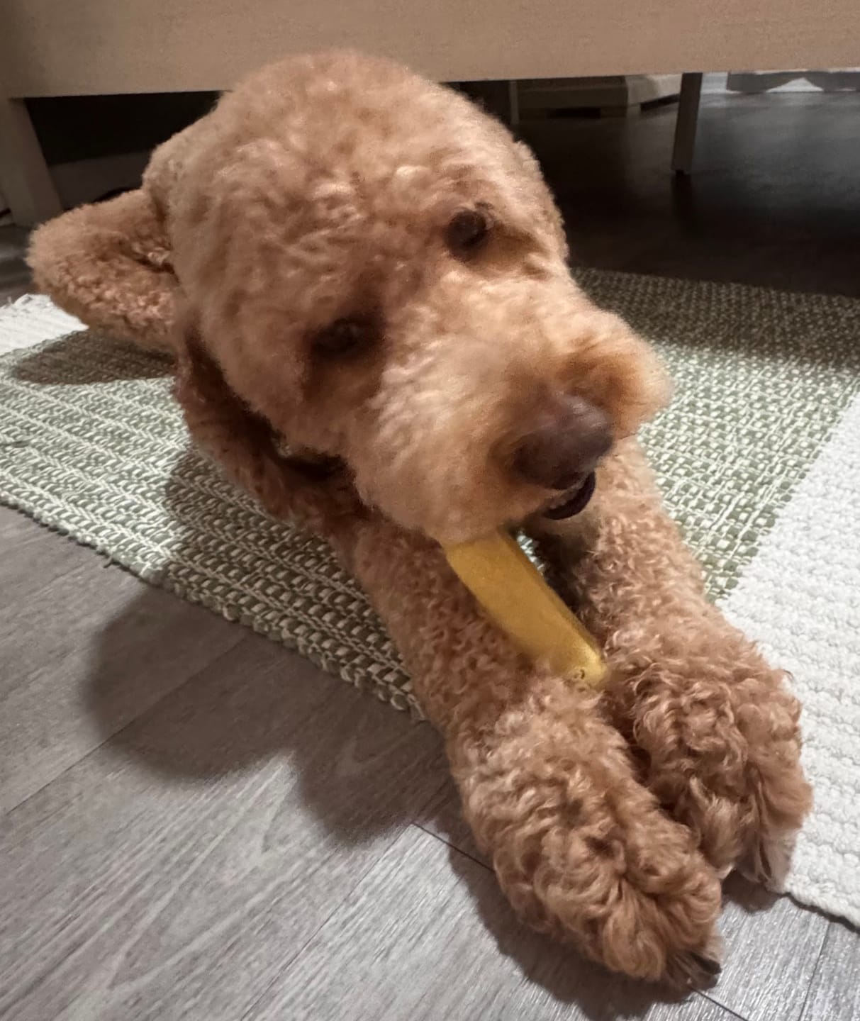 Customer photo review of Banana Himalayan Yak Chews | Long-Lasting Natural Dog Chew