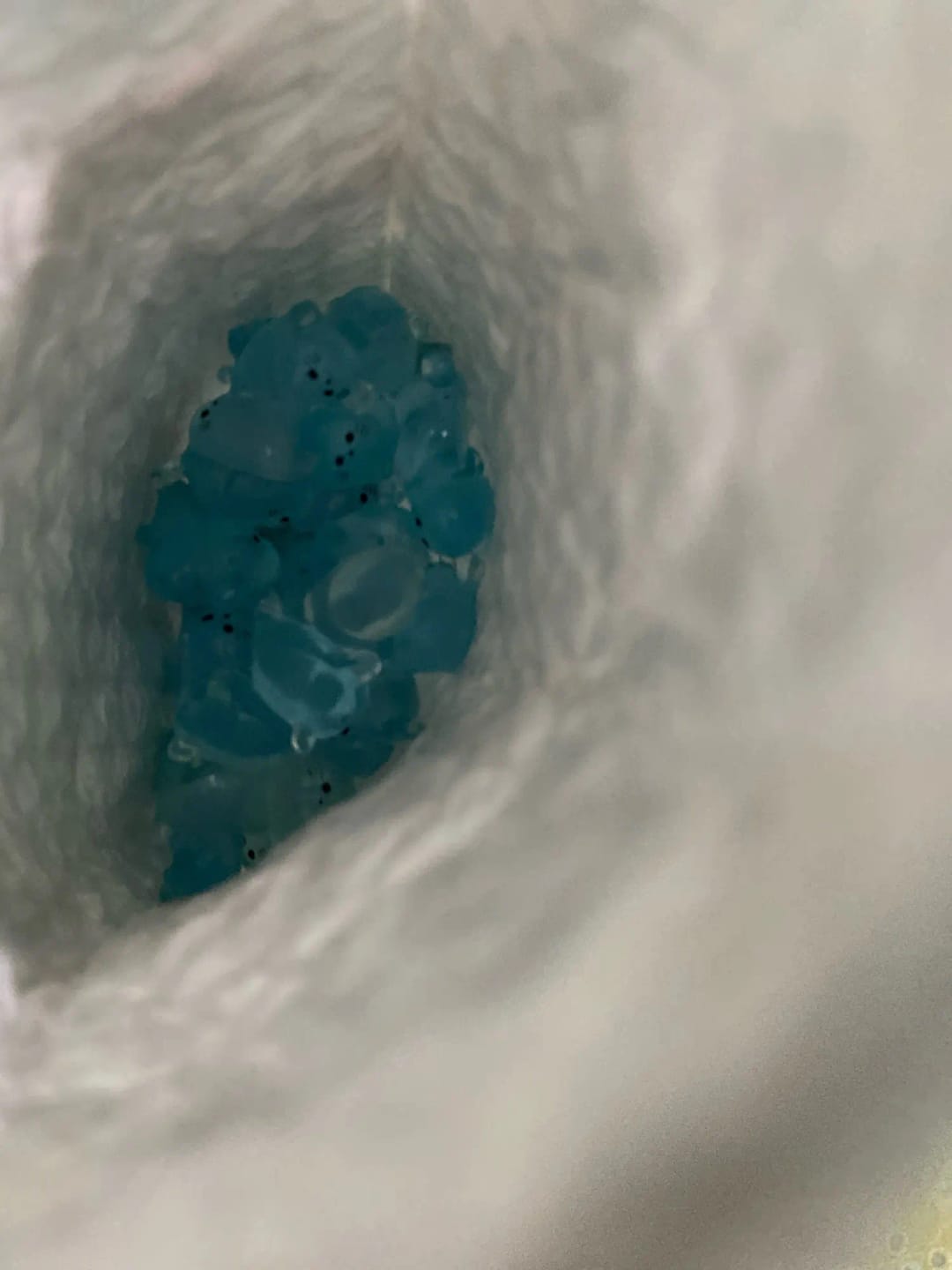 Customer photo review of Mini Seal Figurines