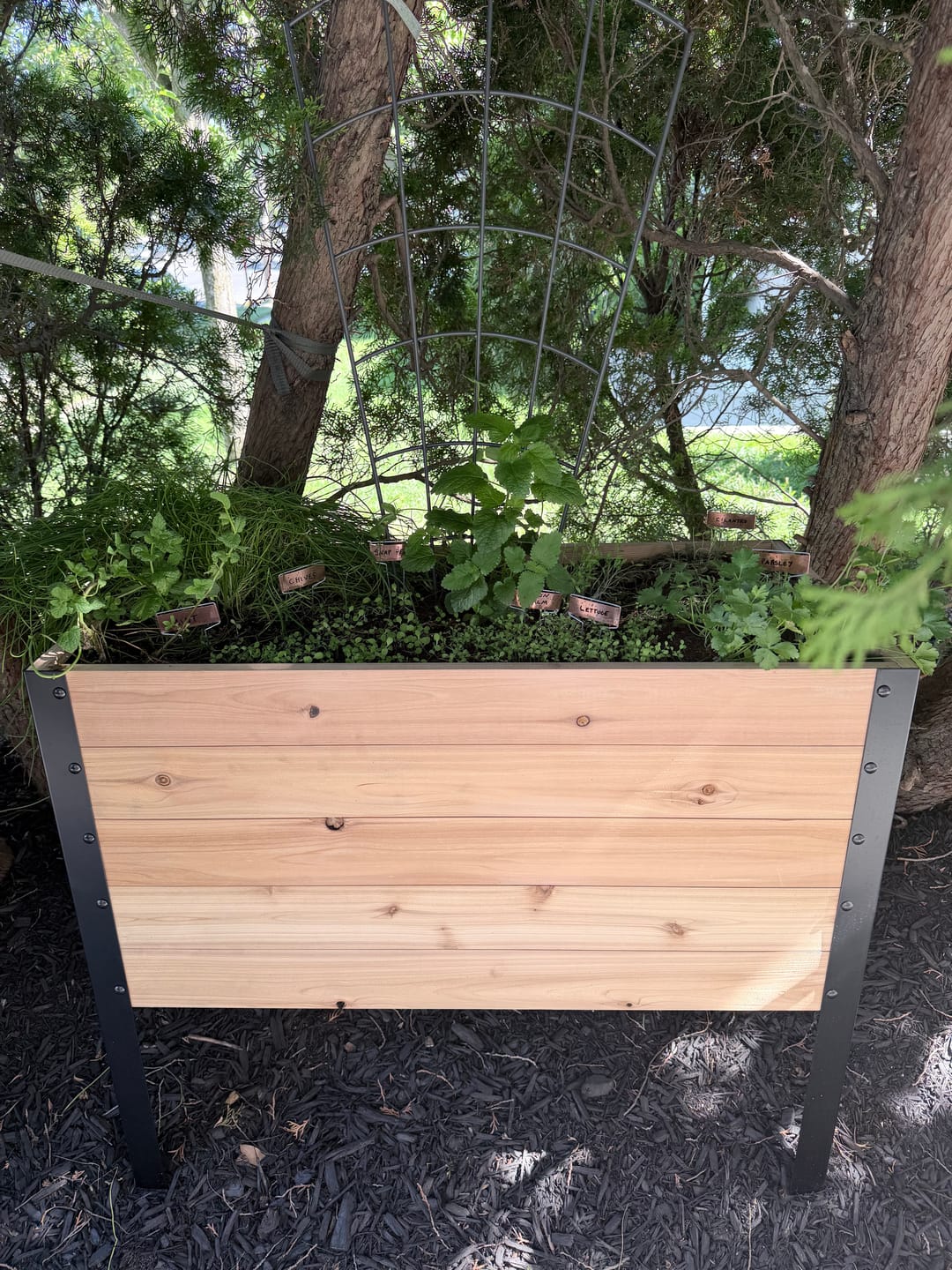 Customer photo review of 18" x 36" Raised Garden Bed - 30" TALL / Garden Grade