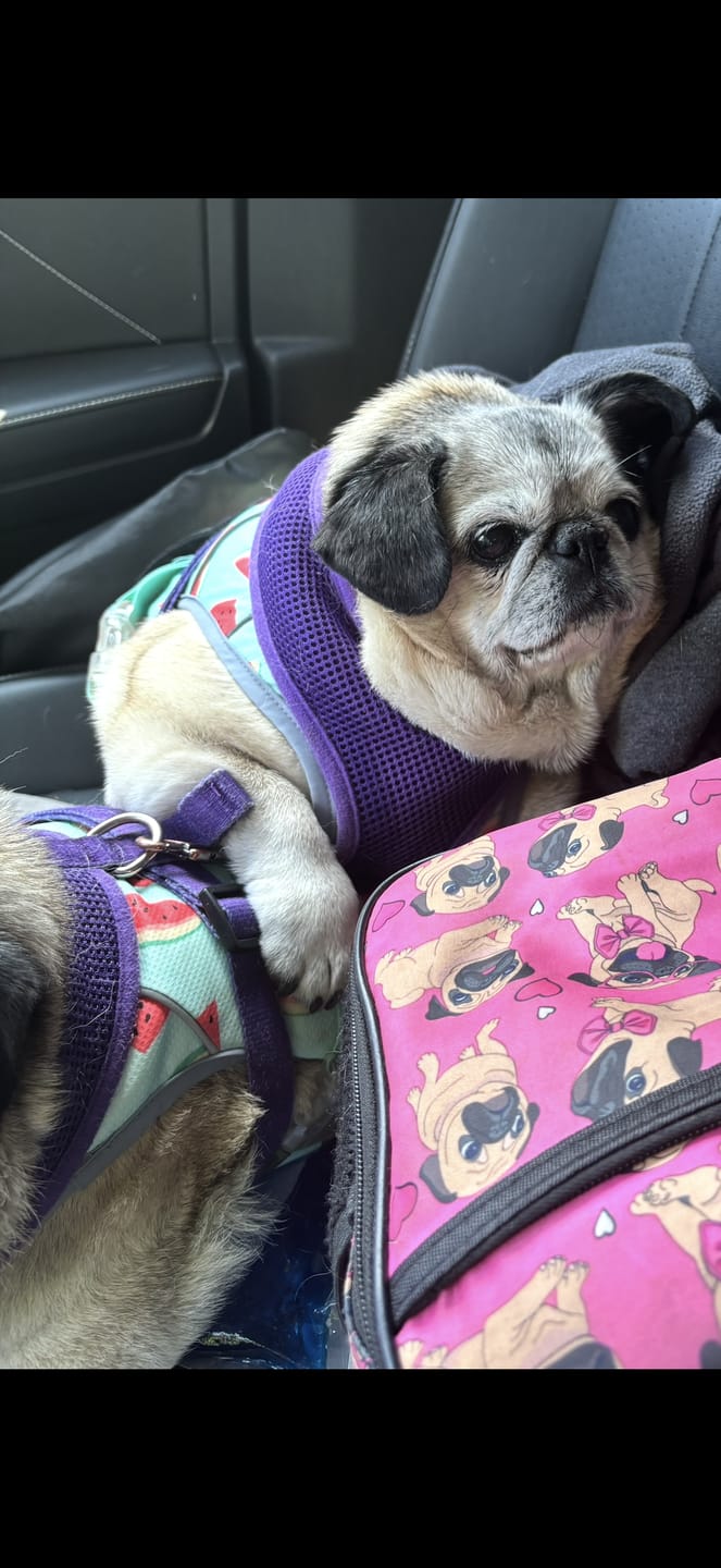 Customer photo review of Chilltech™ Dog Cooling Vests