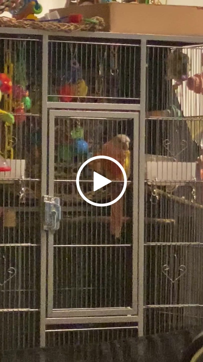 Customer video review of Freeze Dried Bird Chop – Healthy Daily Food for Parakeets, Cockatiels & Parrots