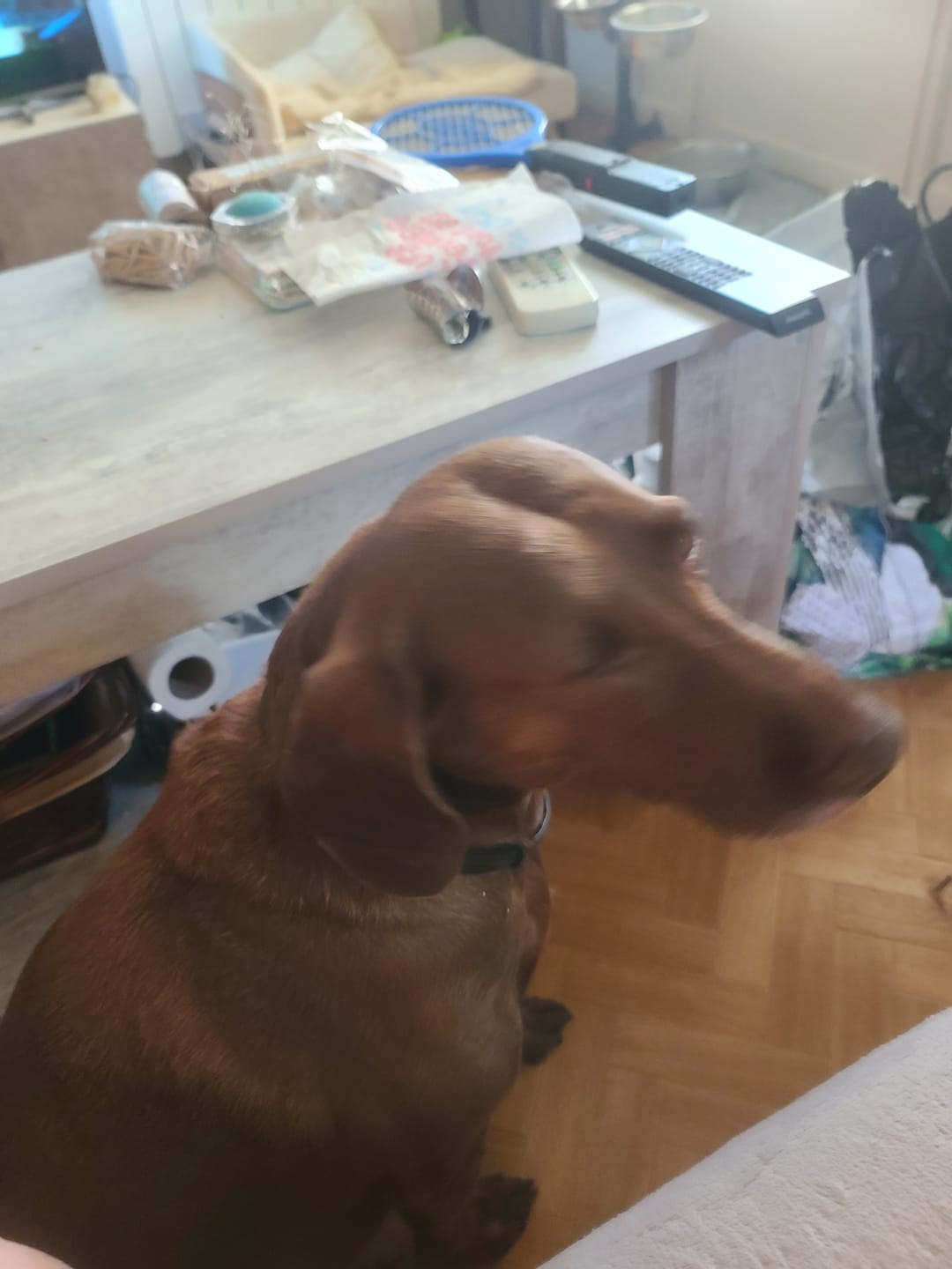 Customer photo review of Shampoing Sans Rinçage - Apaisant pour chien 🏔️