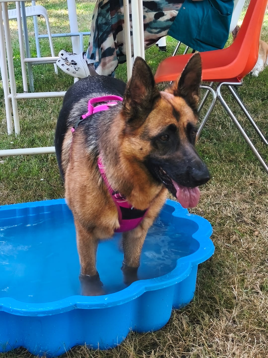 Customer photo review of Harnais anti-traction - reprenez le contrôle sans gêner votre chien