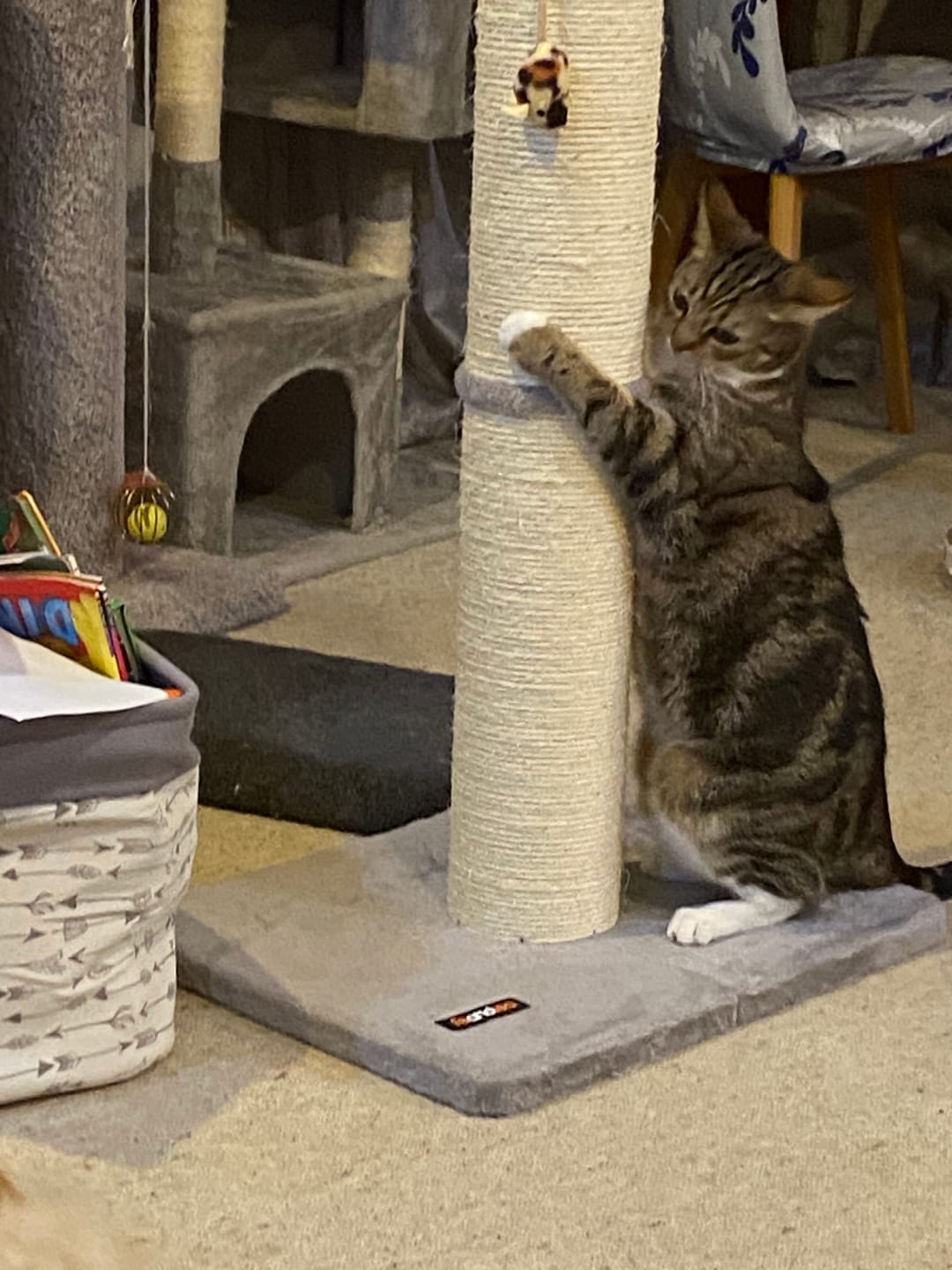 Customer photo review of Cat Scratching Post 85cm with Spring Pompom - Grey