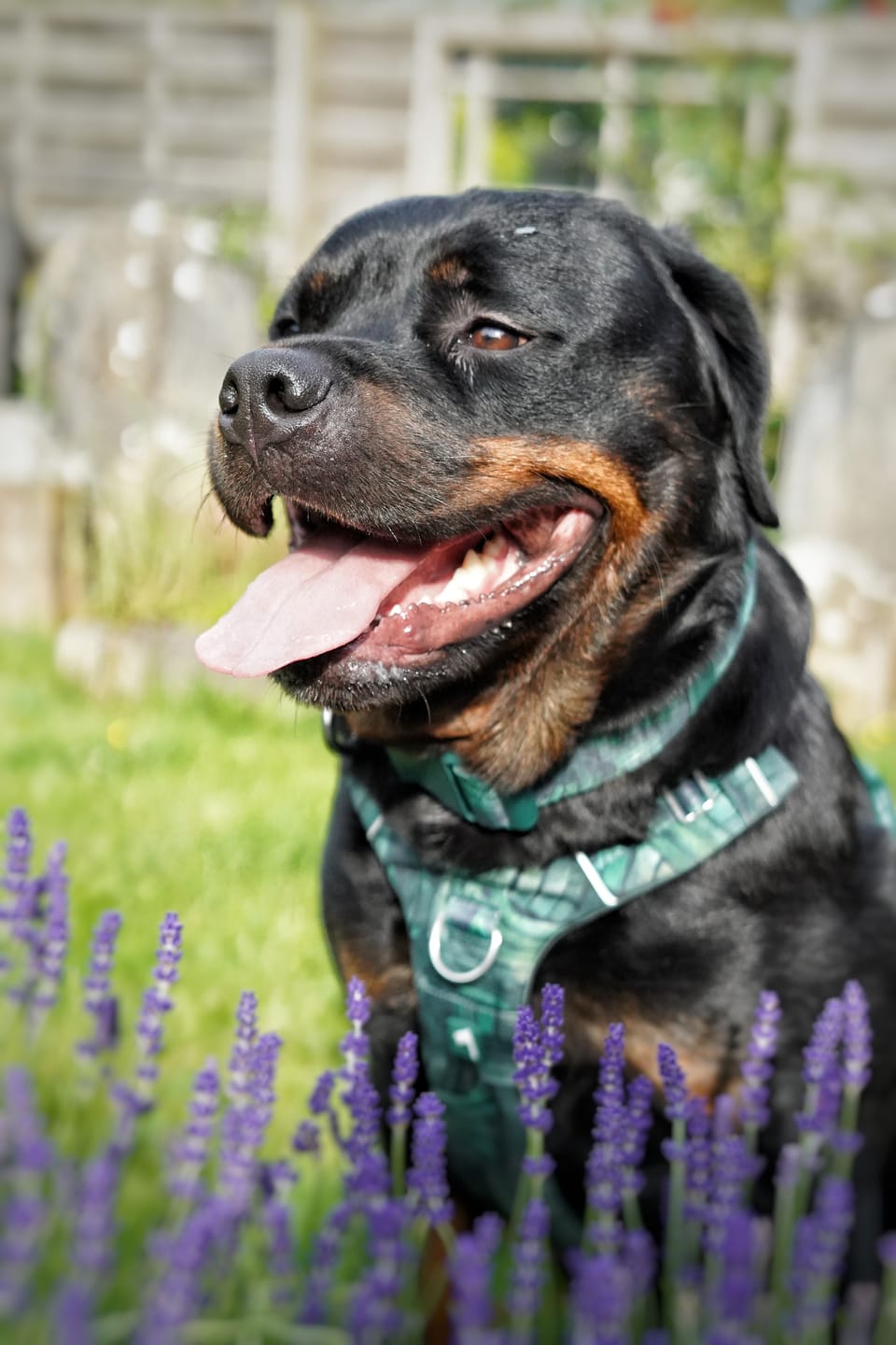 Customer photo review of Comfort Collar