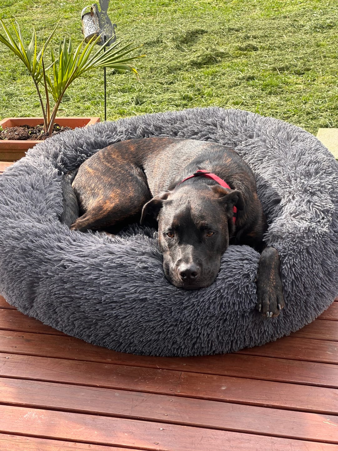 Customer photo review of Spare Covers for Brooklyn® Deep Sleep