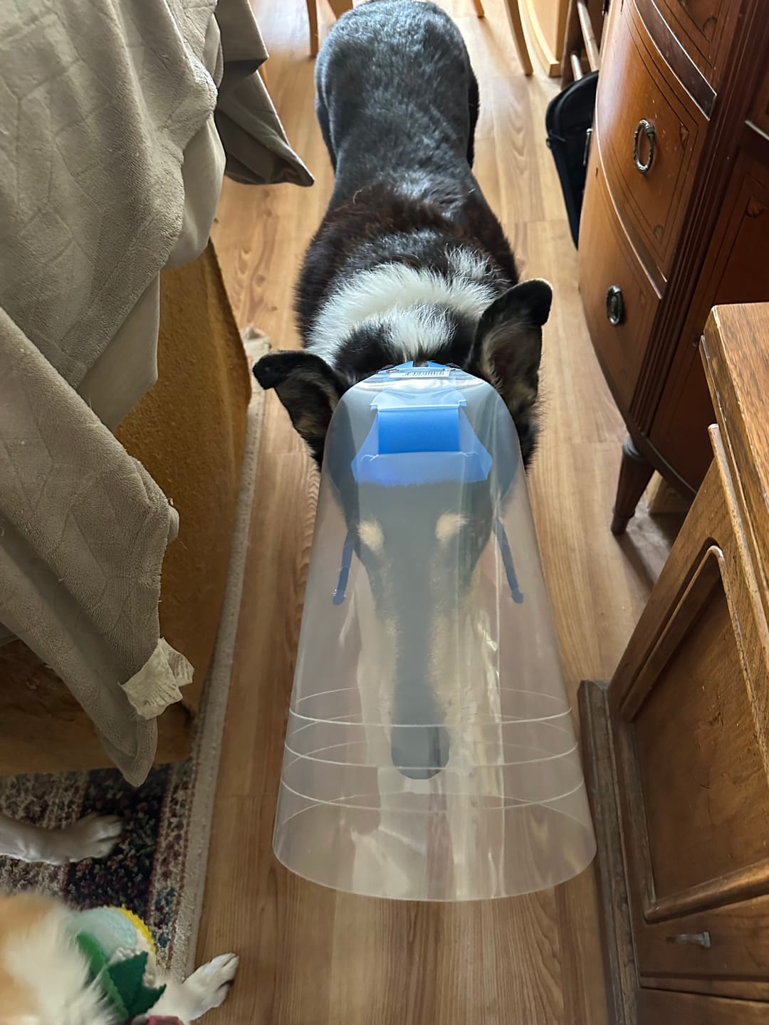 Customer photo review of NovaGuard Recovery Collar