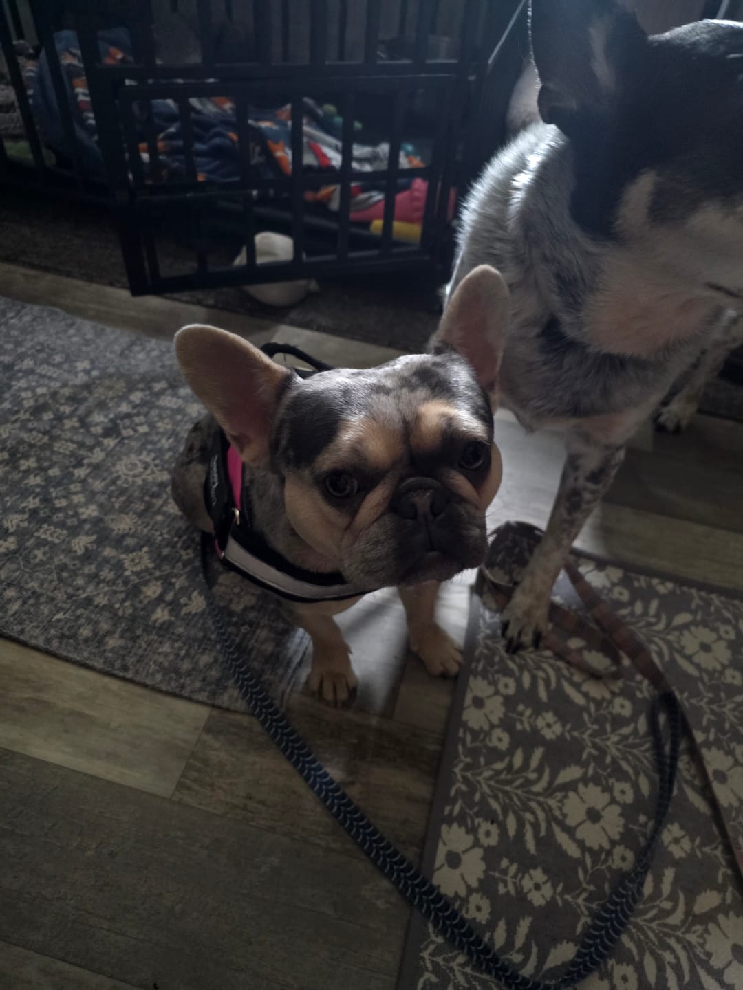 Customer photo review of Dogshood ™ .