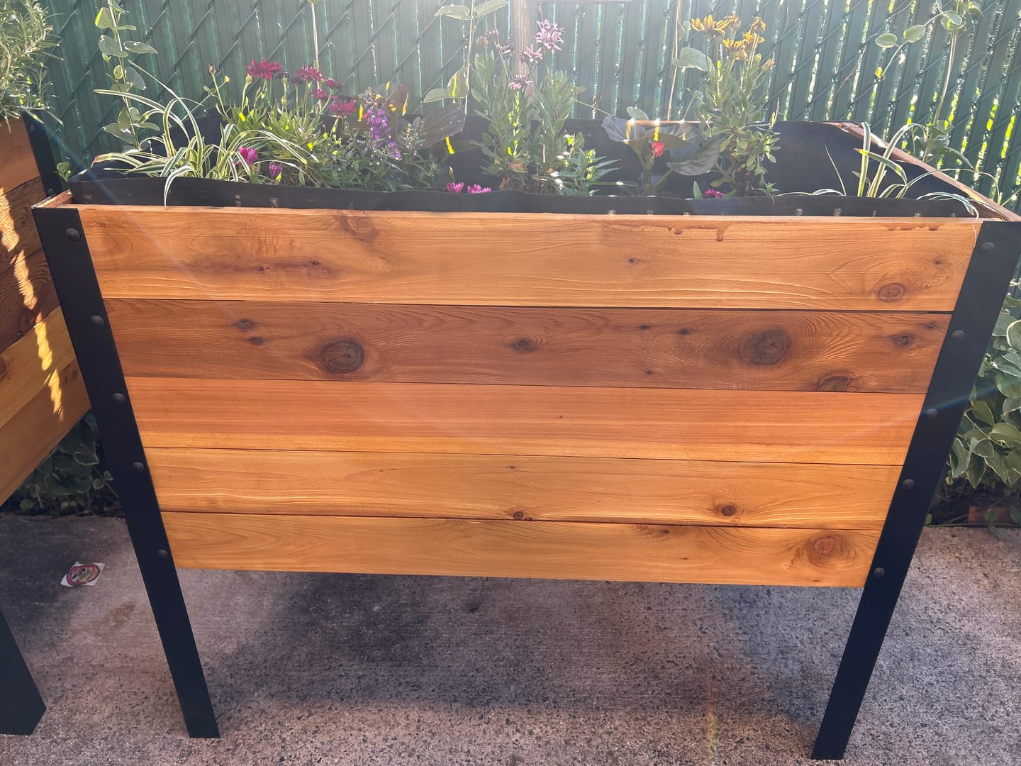 Customer photo review of 18" x 36" Raised Garden Bed - 30" TALL / Garden Grade