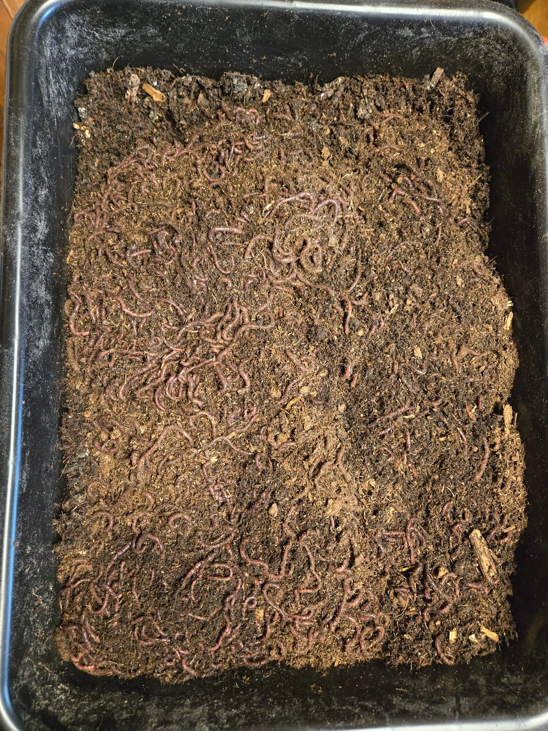 Customer photo review of Red Wigglers Composting Worms