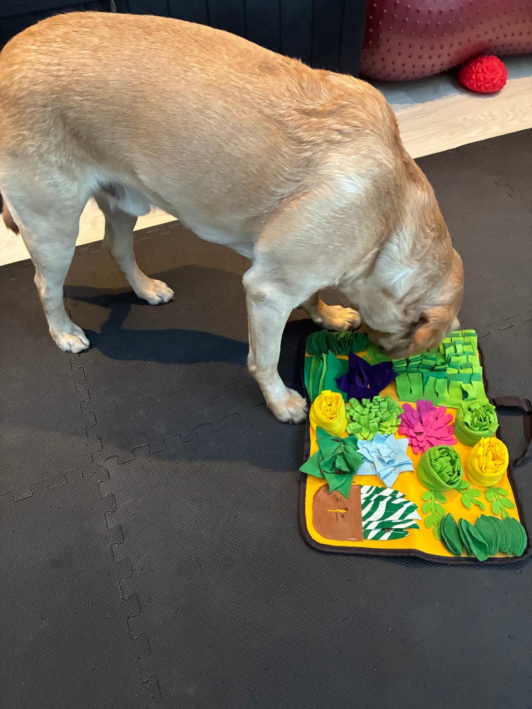 Customer photo review of Hundegodbidder af tørret kylling, 1 kg