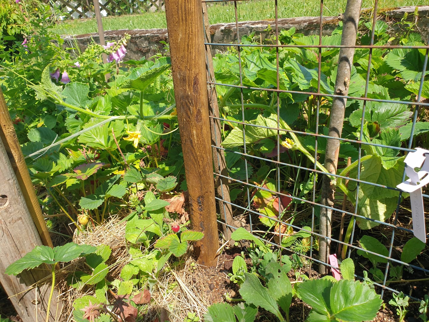 Customer photo review of Freilandgurke ‘Marketmore’, Bio Jungpflanze