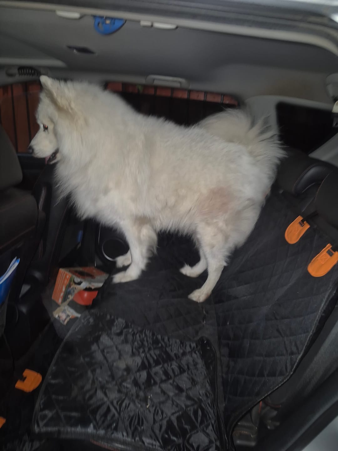 Customer photo review of Funda Impermeable THE DOGS — Auto limpio, perro seguro