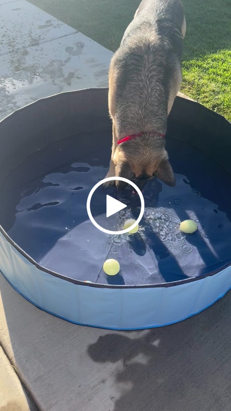 Customer video review of NEW Pop-Up Foldable Outdoor Dog Bath & Swimming Pool With Side Drain (Aqua Blue)