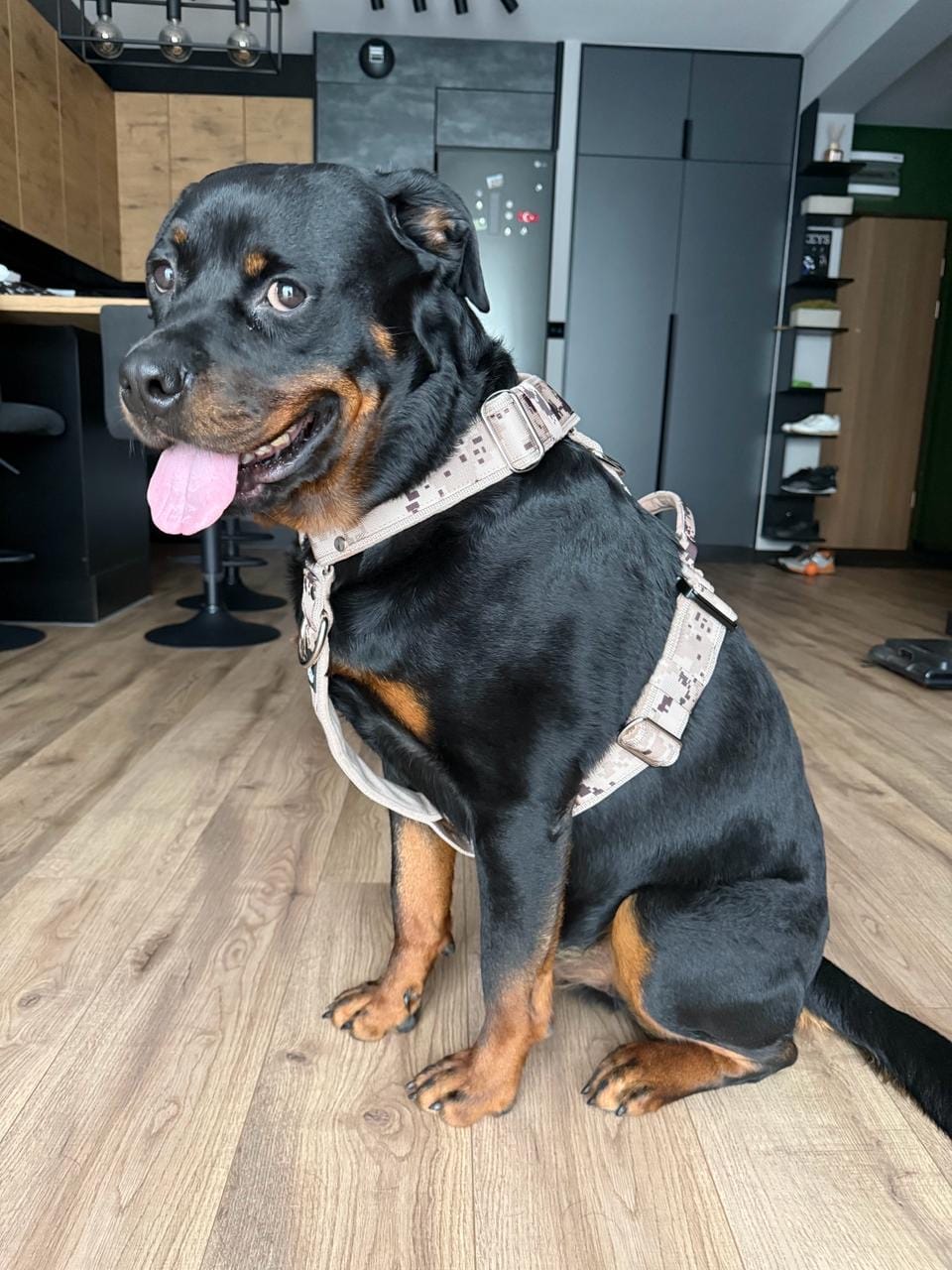 Customer photo review of Szelki z szybką klamrą - Easy Walk Extreme Camo Beige