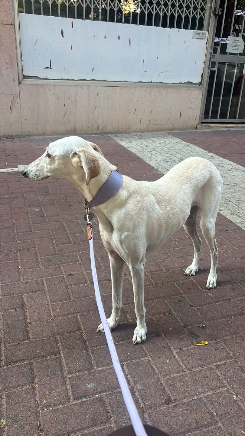 Customer photo review of רצועת עור רכה לכלב | ROLLED SOFT LEATHER LEASH