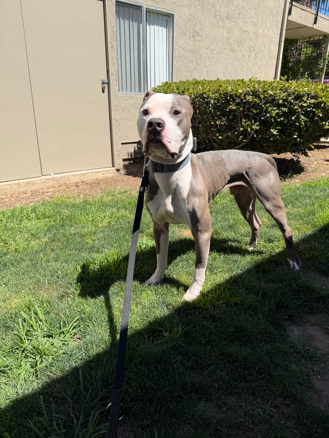 Customer photo review of Training Double Ended Dog Lead | 2m Length -  Black