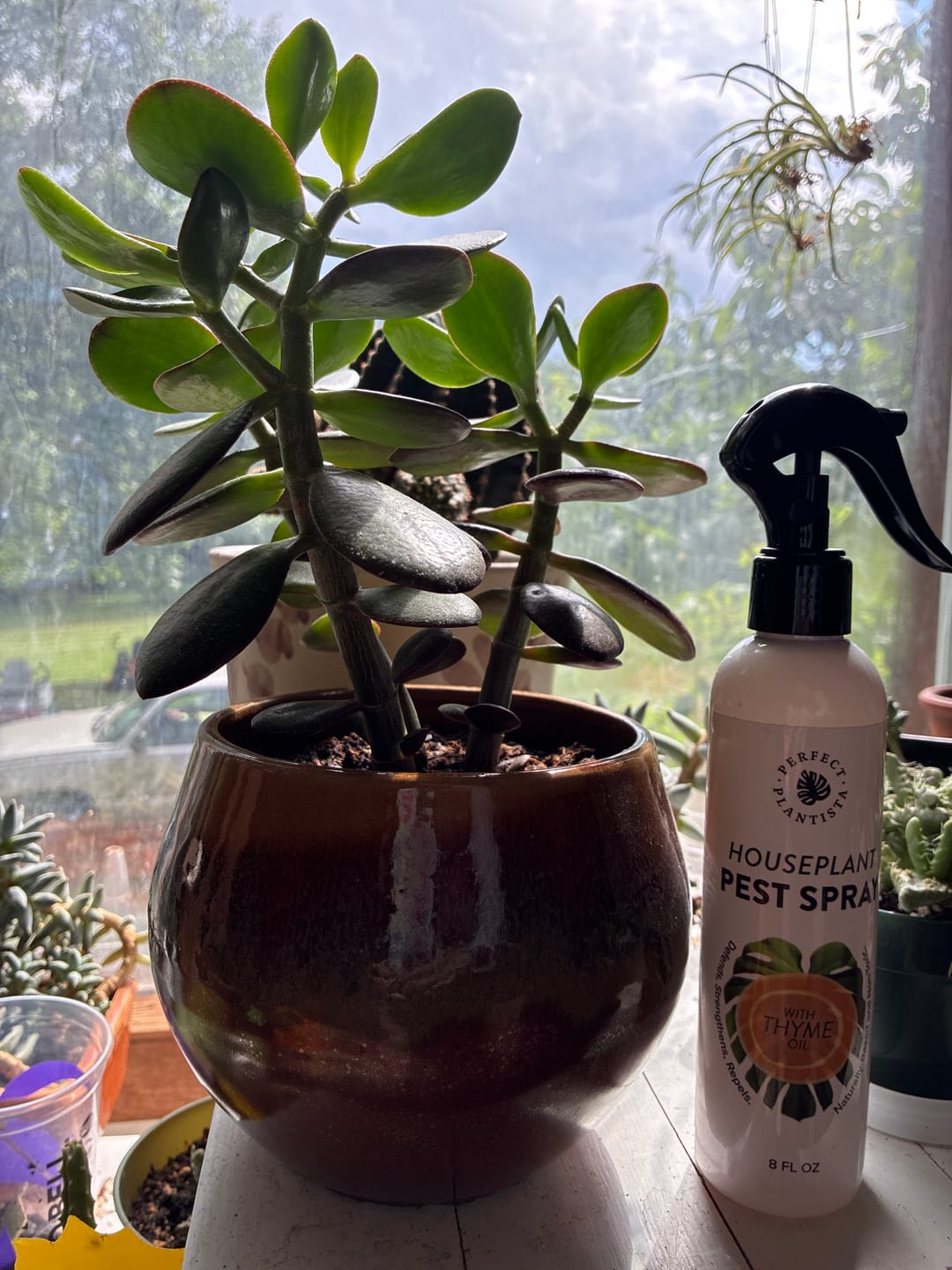Customer photo review of Houseplant Pest Spray