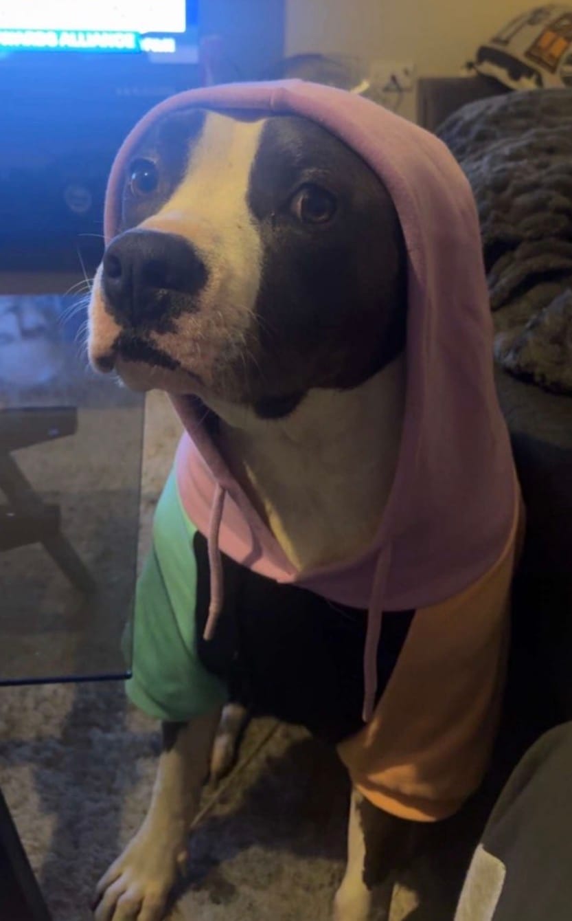 Customer photo review of Cyber Punk Dog Hoodie