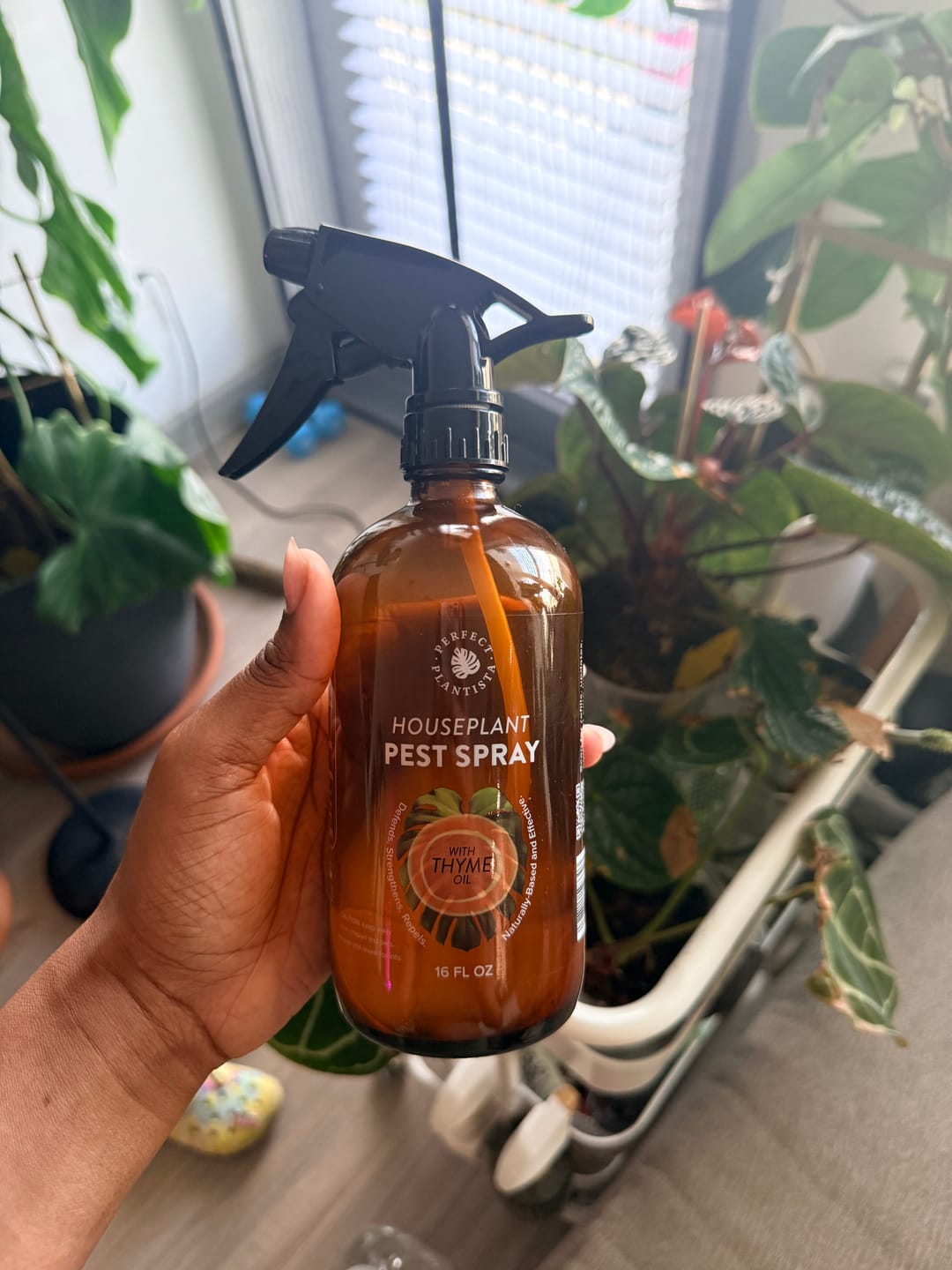 Customer photo review of Houseplant Pest Spray