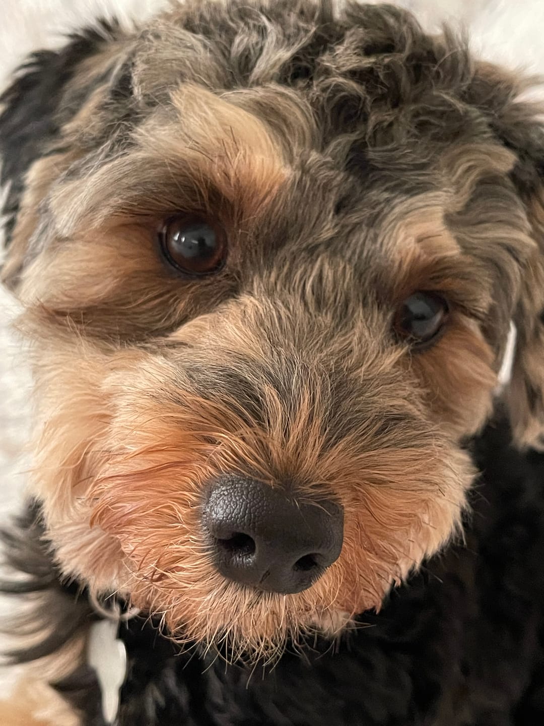 Customer photo review of 6 Inch Standard Bully Stick