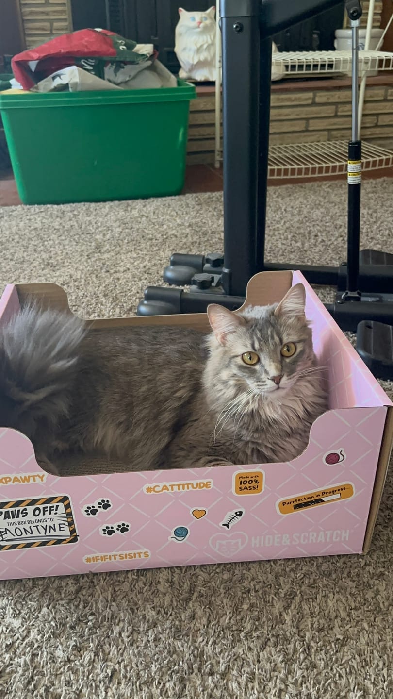 Customer photo review of Hide & Scratch Extra-Large Cat Scratcher Box