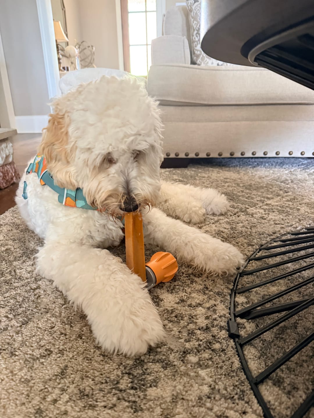 Customer photo review of Himalayan Yak Chews — 4 Flavor Pack | Long-Lasting Natural Dog Chews