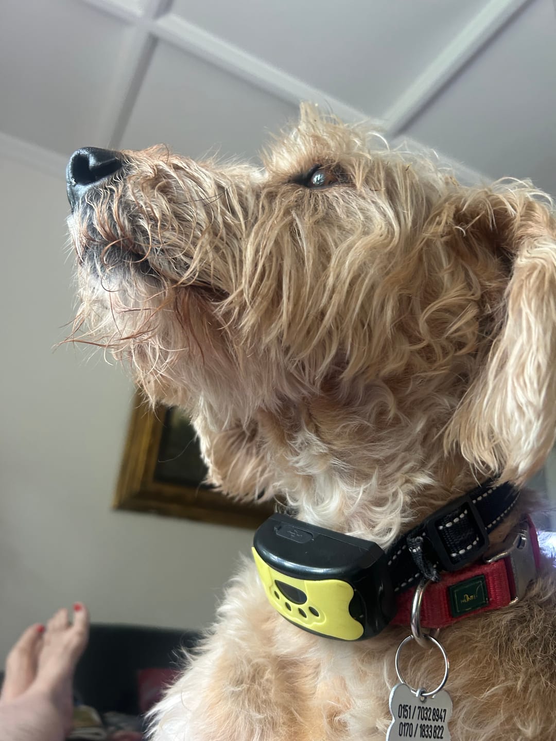 Customer photo review of Anti-Bell Halsband Hund ohne Strom – Vibration & Ton