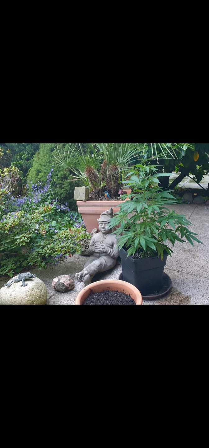 Customer photo review of Hanfstecklinge | Amnesia Lemon