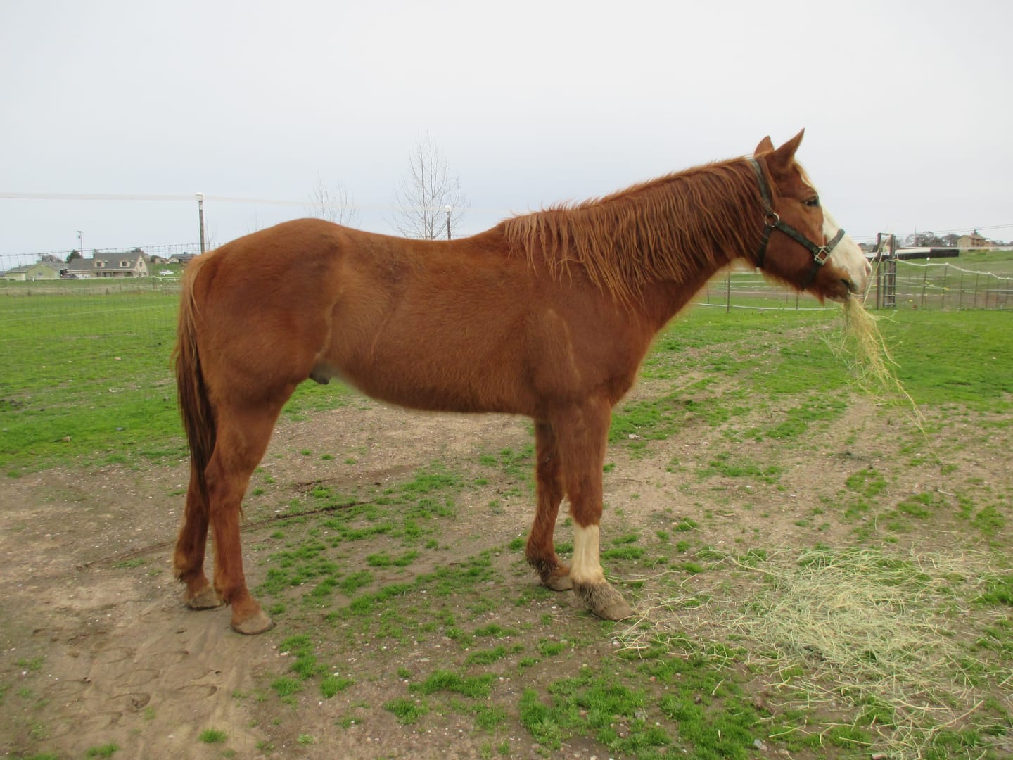 Customer photo review of Equine Probiotic Pellets