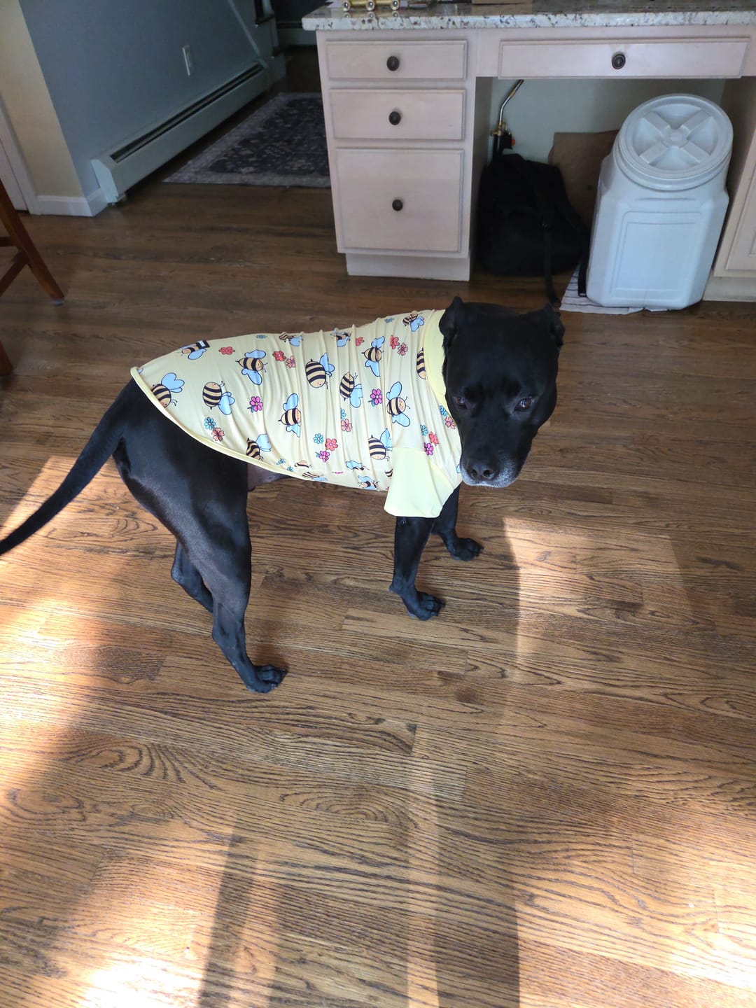 Customer photo review of Sunblock Dog T-Shirt 2-pack
