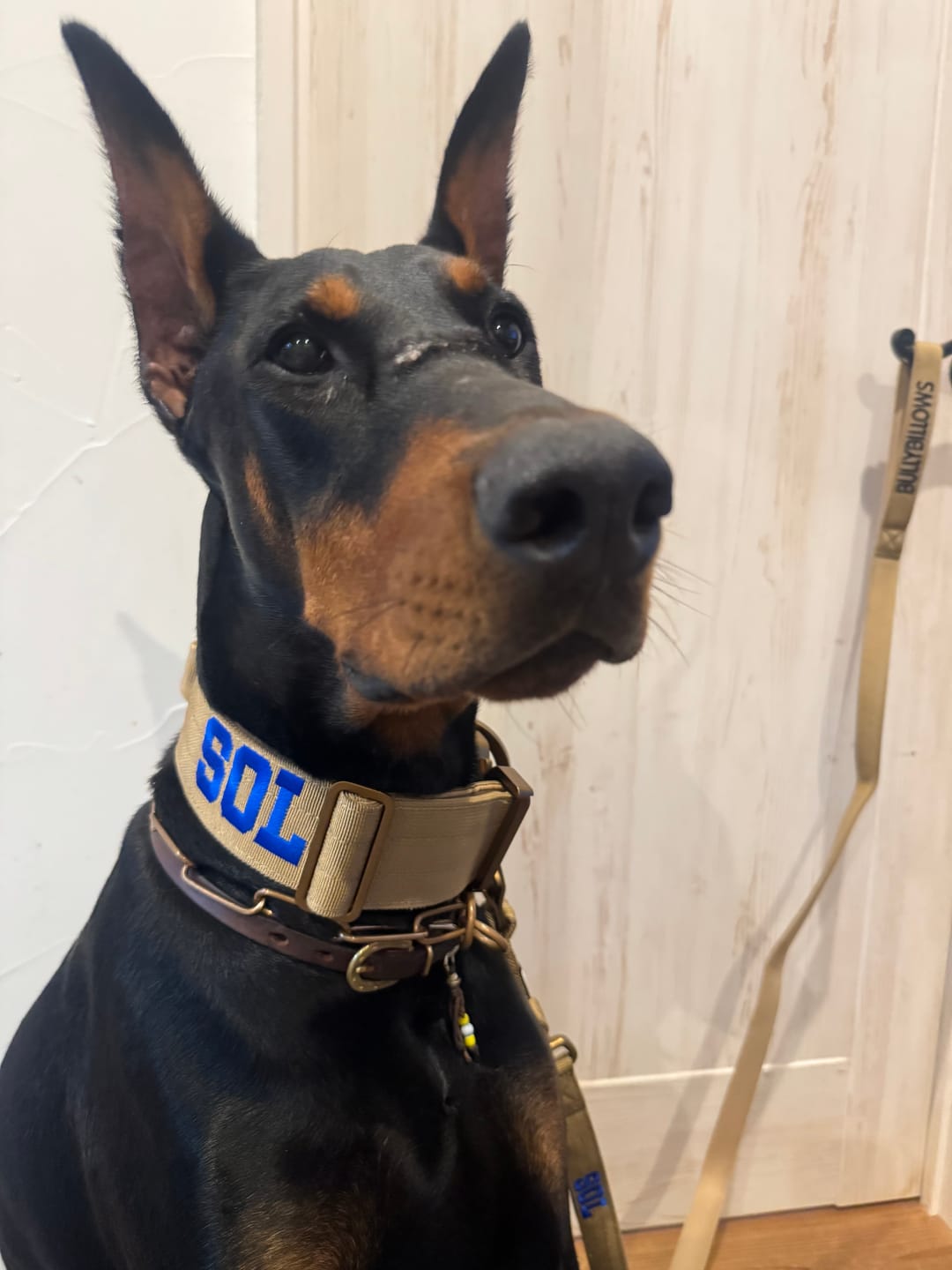 Customer photo review of 5cm Lighter Combat® Collar | With Handle Secure Clip - Tan x Tan