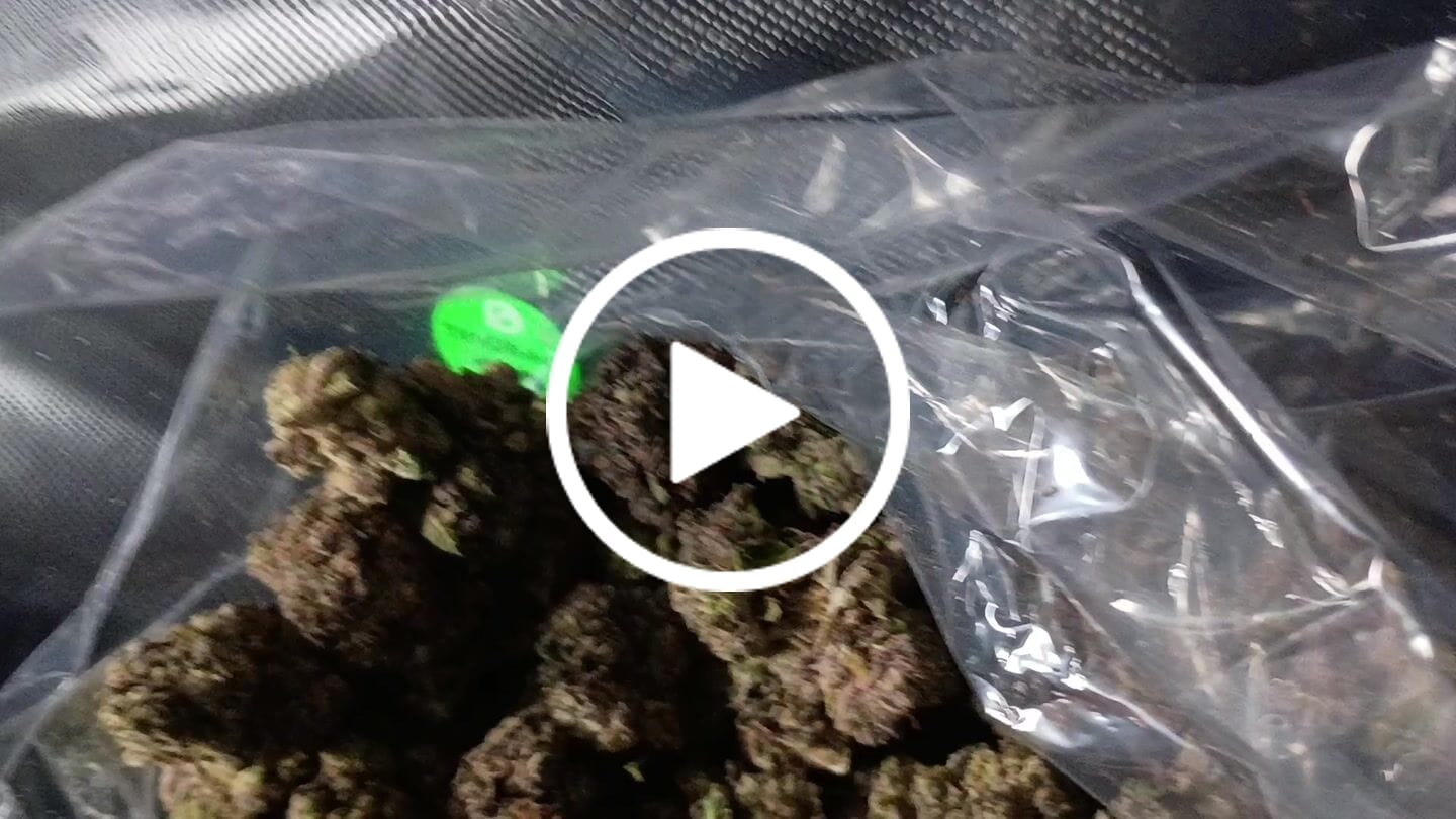 Customer video review of Boutique Exotics Obama Runtz - Bulk - Hybrid