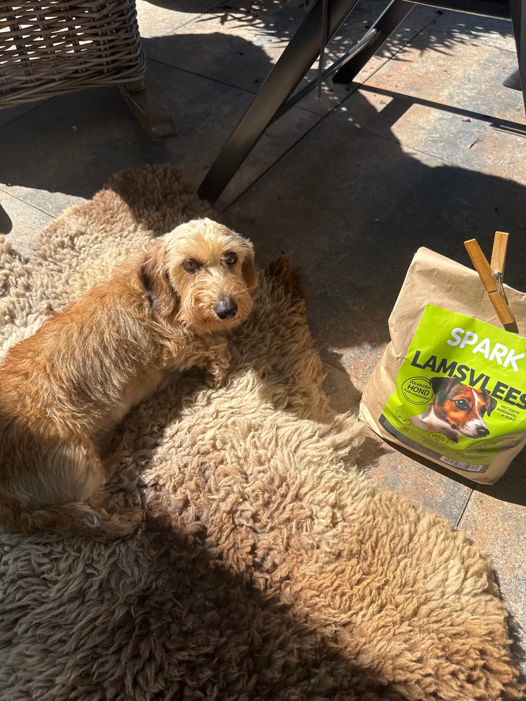 Customer photo review of Volwassen - Klein - Lamsvlees met Zoete Aardappel & Munt